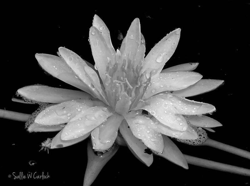 Water Lily